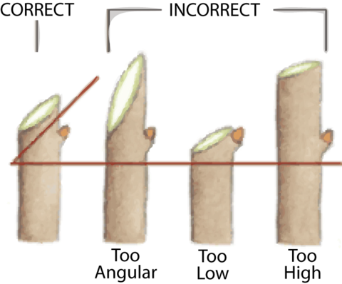 Diagram of Rose Pruning