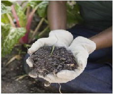 NEMATODES in dirt