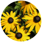  RUDBECKIA flower