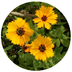 COREOPSIS  flower