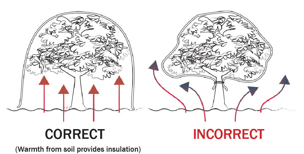 diagram of putting an insulation cover over a plant correctly so you dont suffocate the tree. drape it over the soil as well as it provides insulation