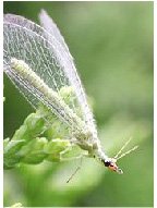 LACEWING on plant