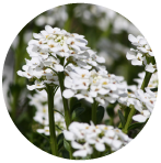  SWEET ALYSSUM flower