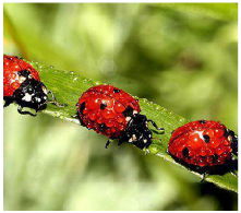 LADYBUGS on flower