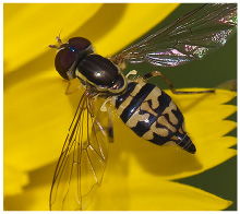 SYRPHID FLYD on flower