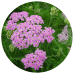  YARROW flower