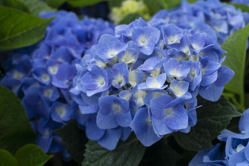 Hydrangea Lets Dance Blue Jangles