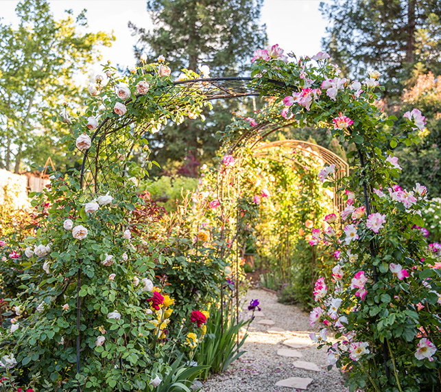 Rose Garden in Full Bloom