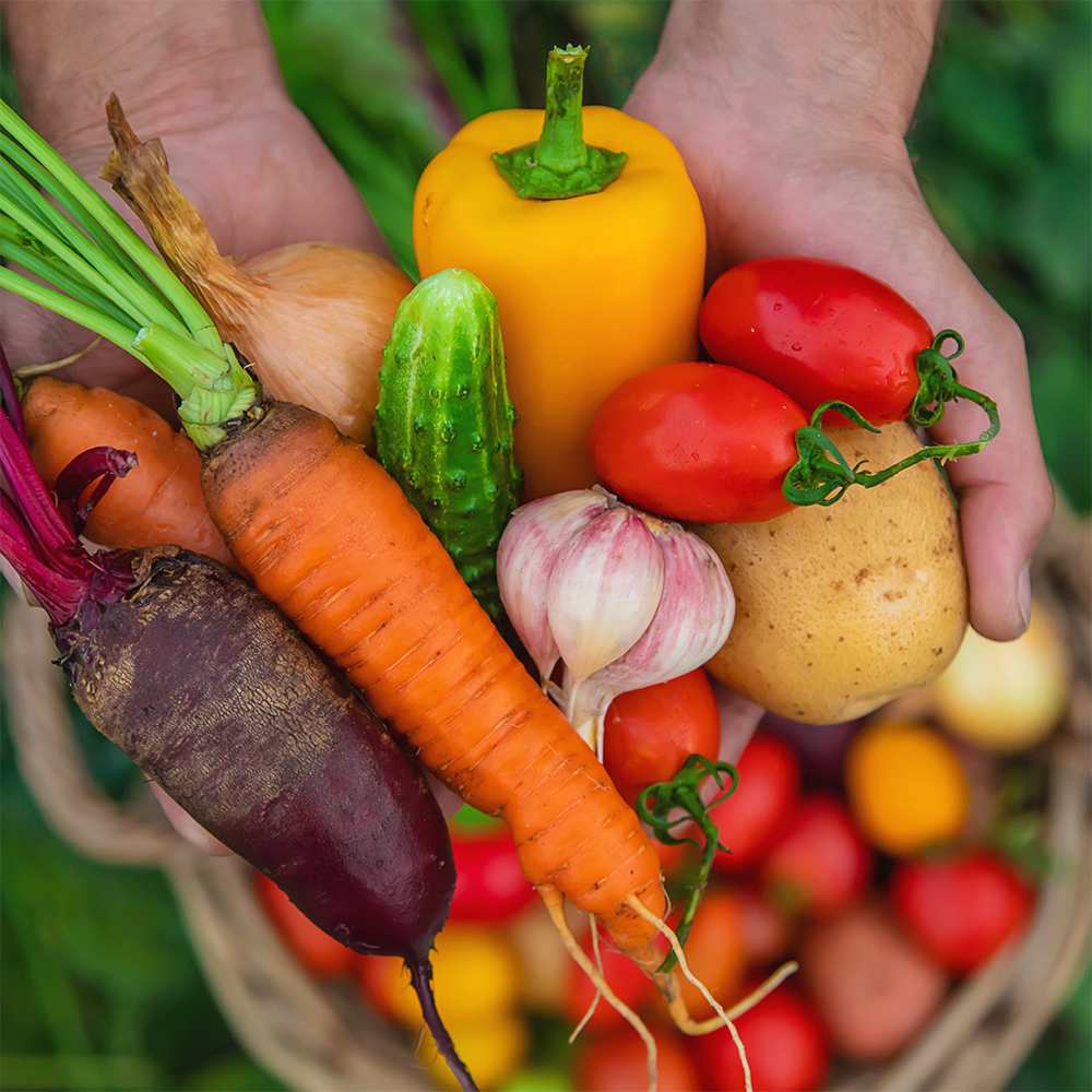 Harvest from summer garden