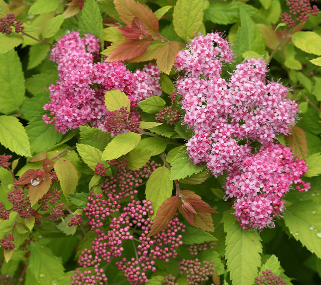 Spirea