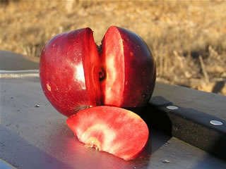 Niedzwetzkyana antique apple