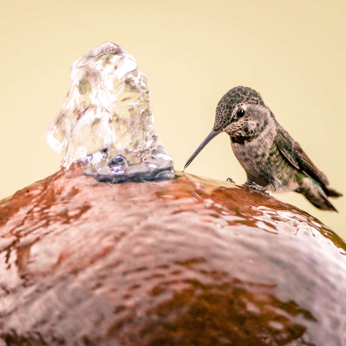 Hummingbird drinking from fountain