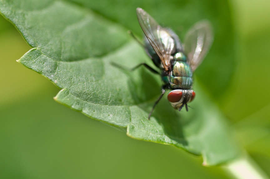 Fly on leaf