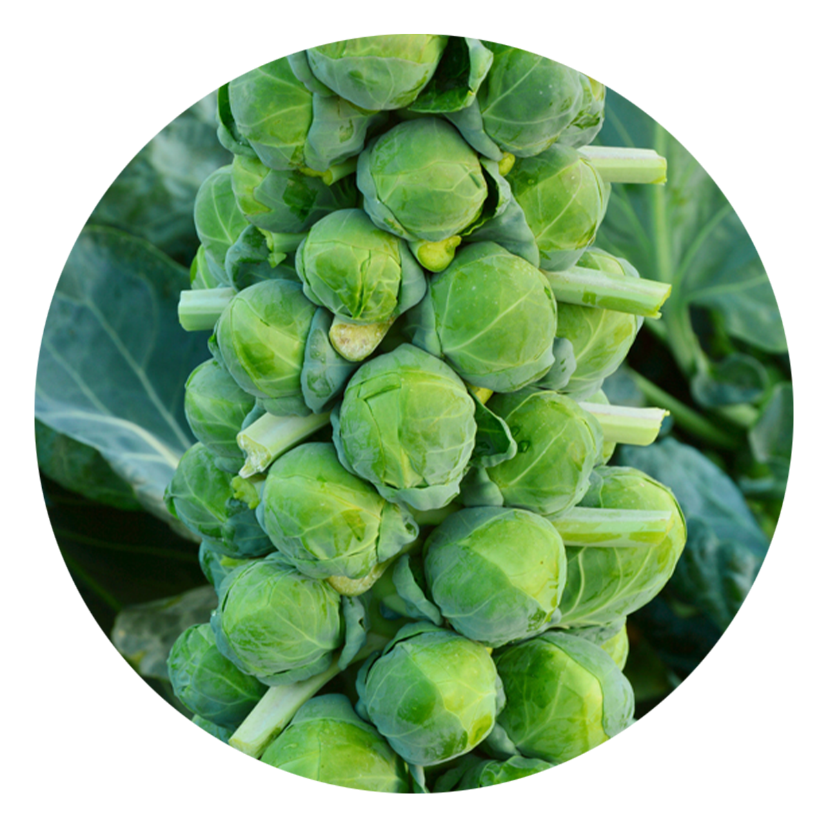 Brussels Sprouts