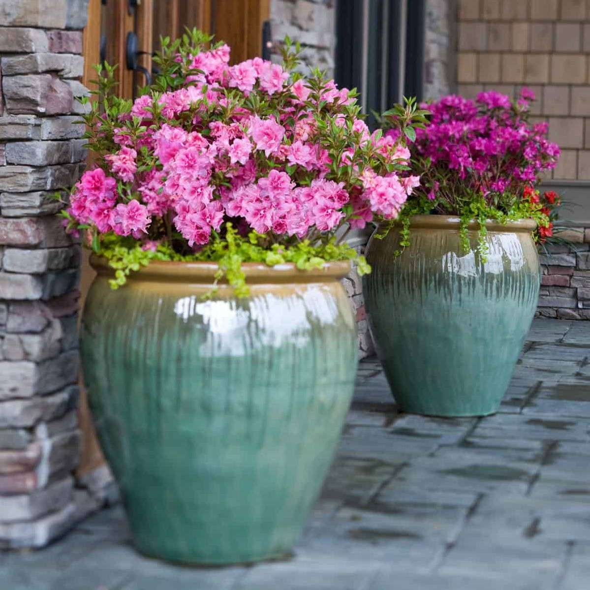 Azaleas in pots