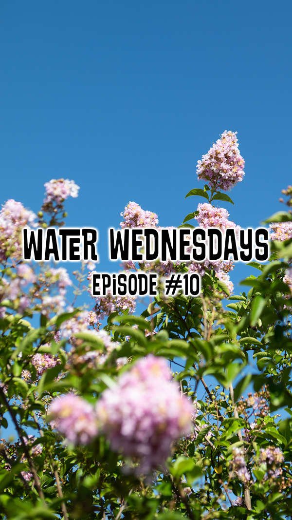 Water Wednesdays Episode !0: Avoid Overplanting Crape Myrtle Tree