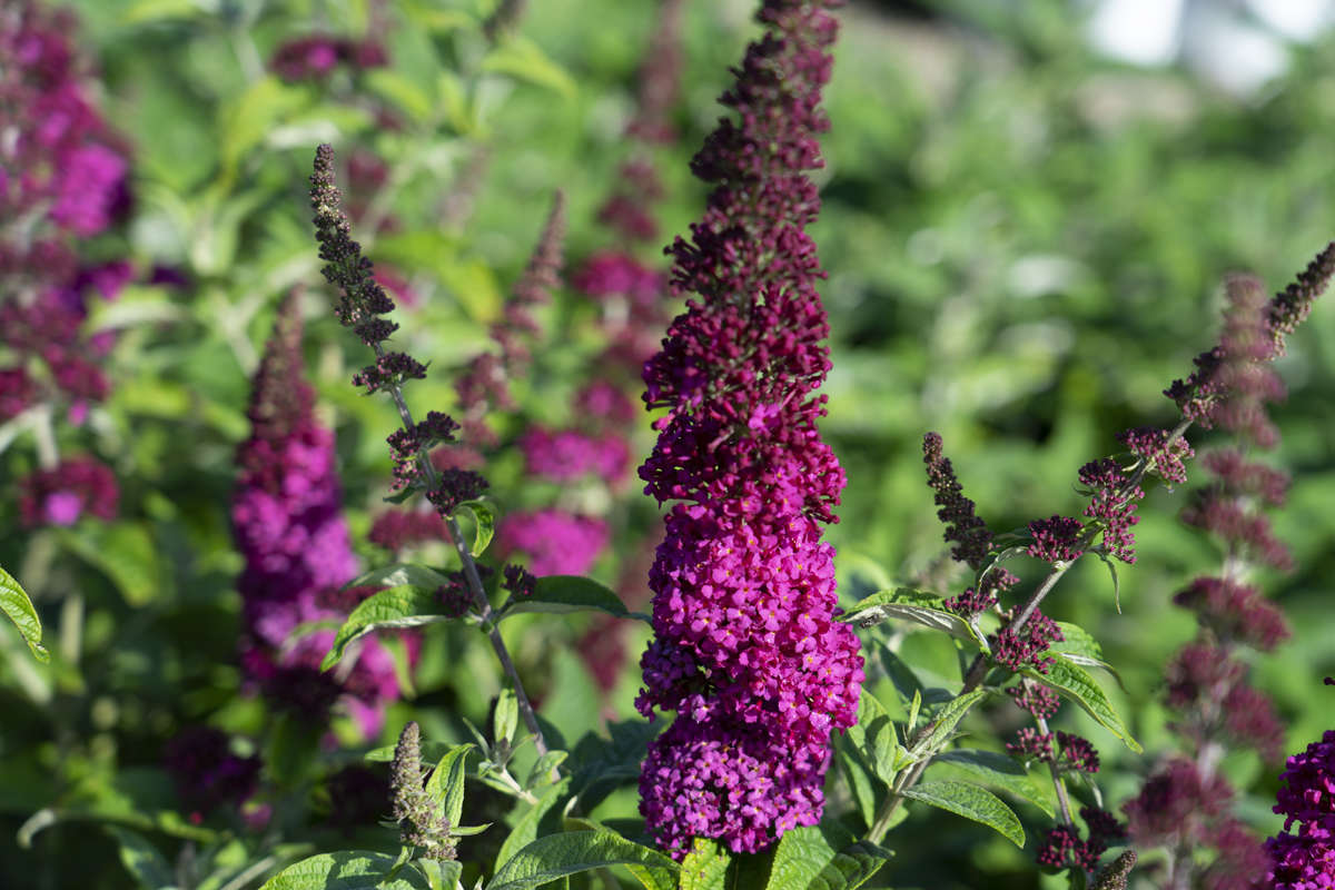 Butterfly Bush Miss Molly