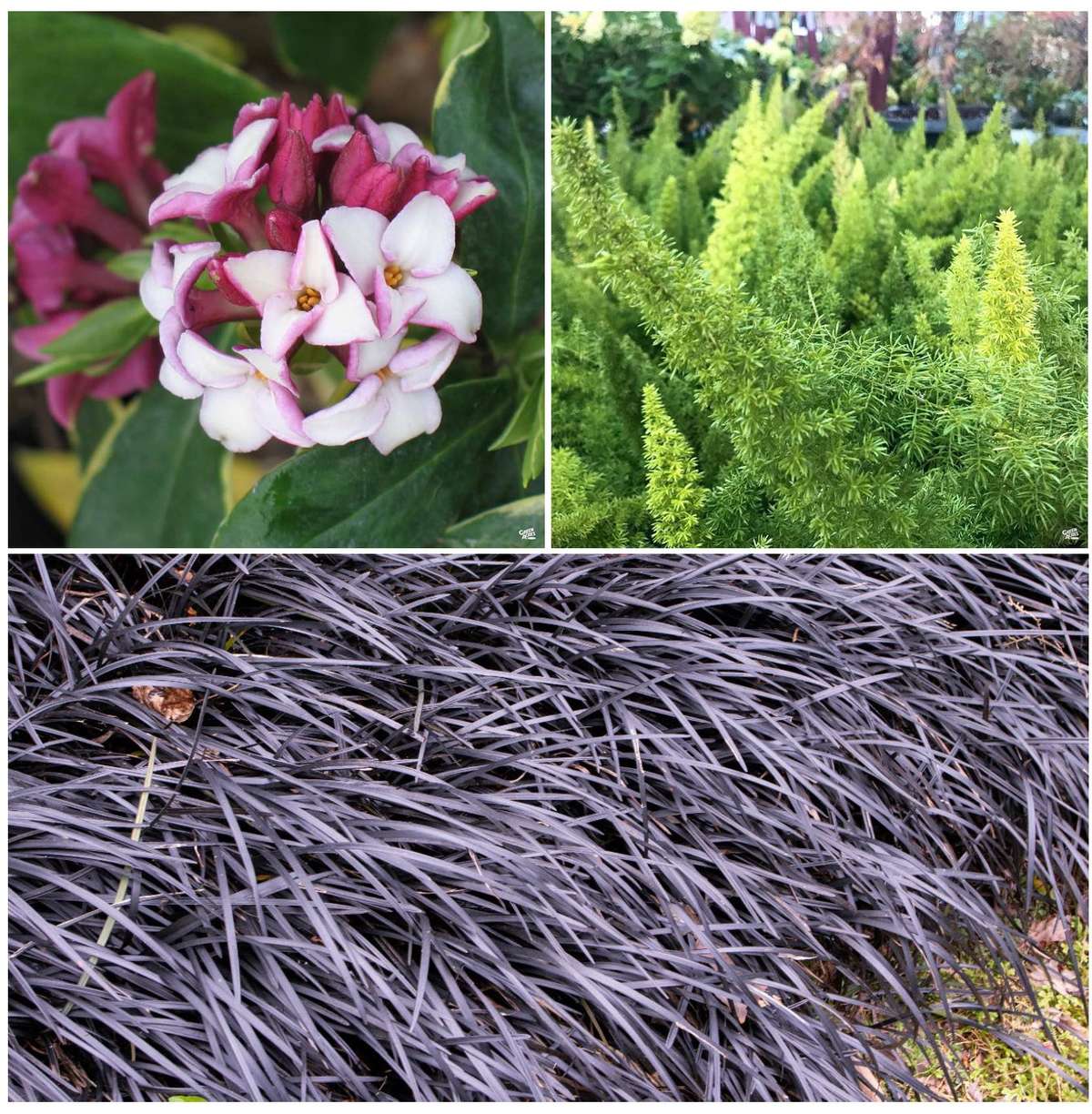 Daphne, Foxtail Fern, and Black Mondo Grass