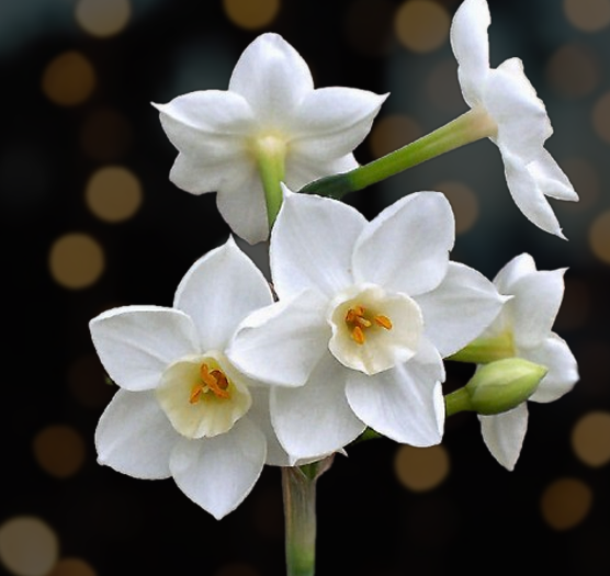 Starting Paperwhites And Amaryllis For The Holidays Green Acres