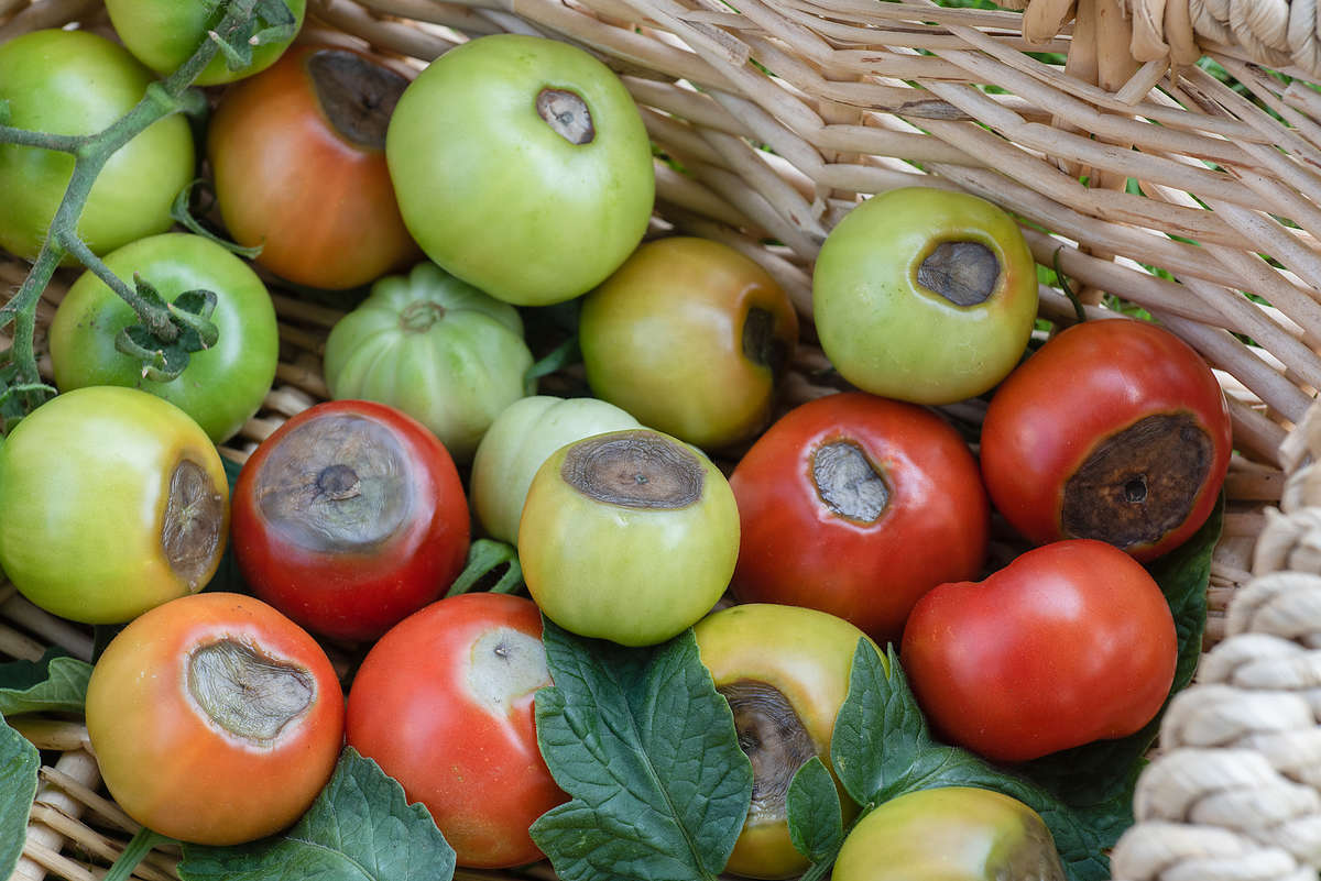 Tomatoes with Blossom End Rot