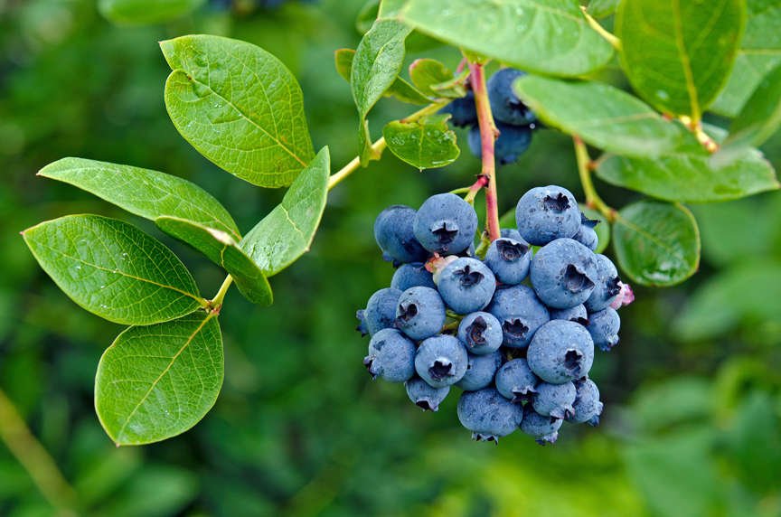 Ripe blueberries on bush