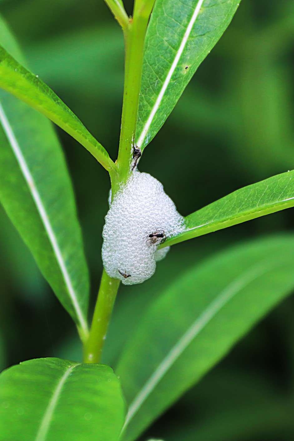 Spittlebug on Plant