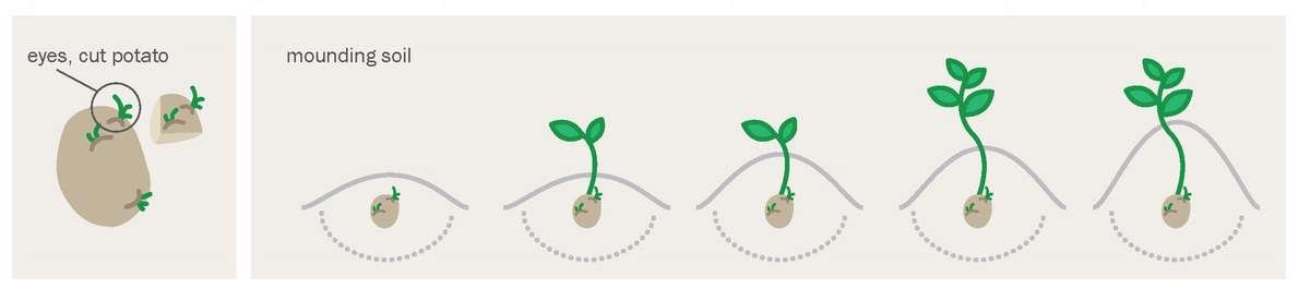 Diagram showing how to cut eye of potato, plant the eye, and mound soil around it as it grows.