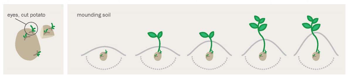 Diagram showing how to cut eye of potato, plant the eye, and mound soil around it as it grows.