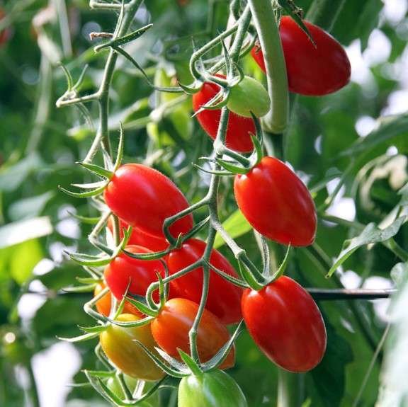 Hybrid Tomato 'Roma'