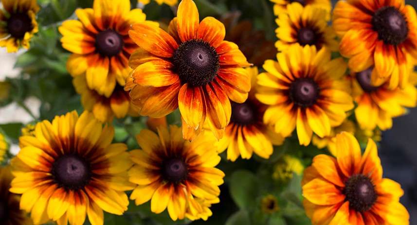 Rudbeckia blooms