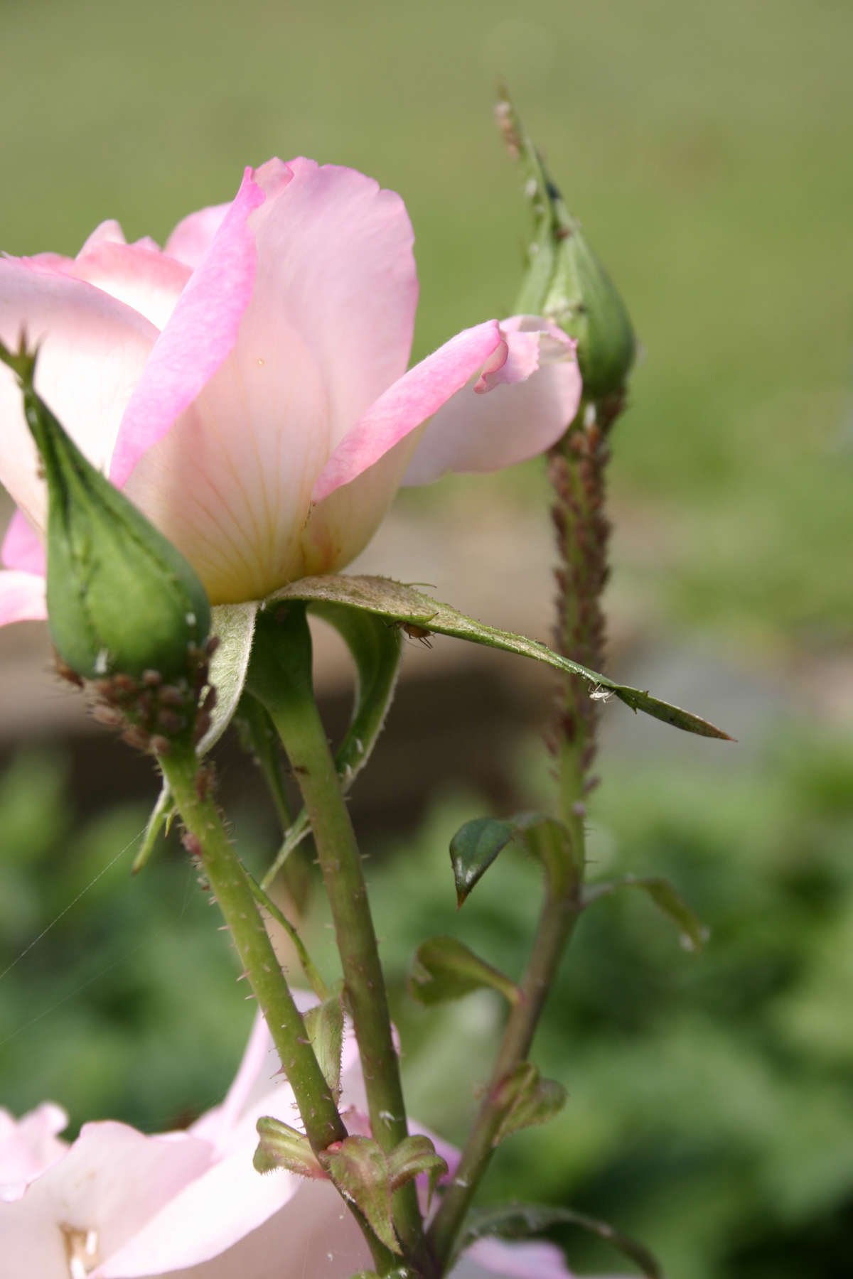 Pink Rose Bloom with Aphids