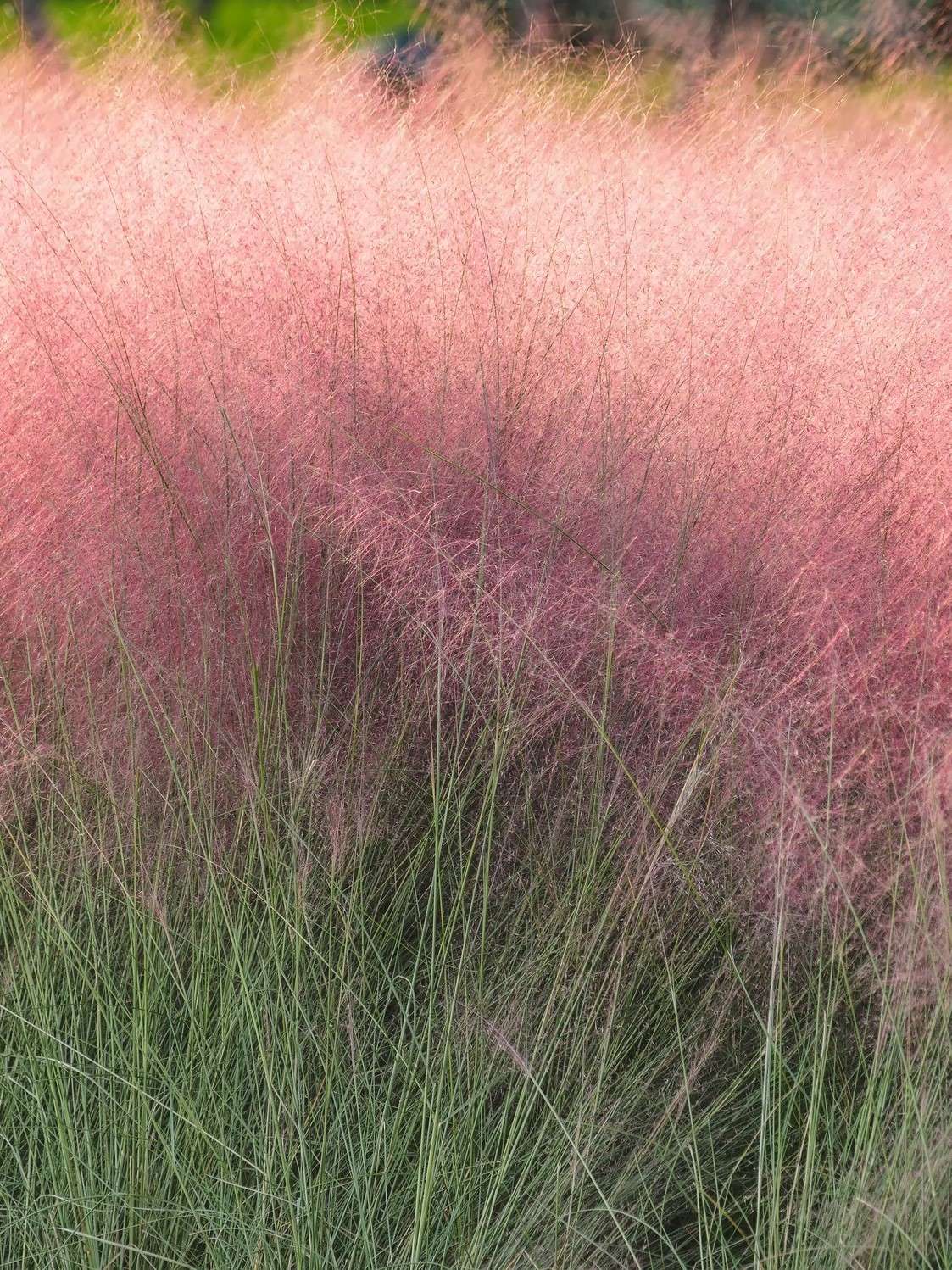 Pink Muhly Grass