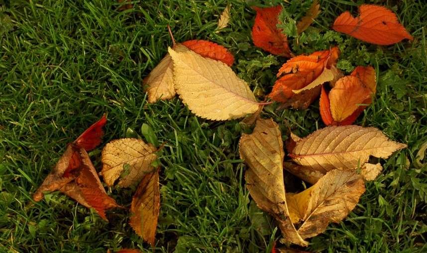 Fall Leaves on Green Grass