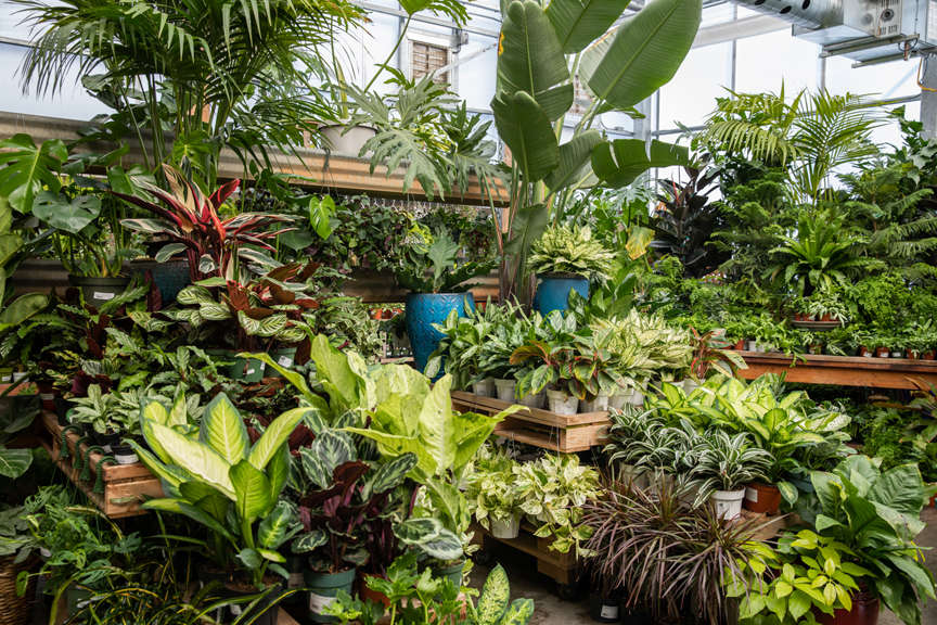 Houseplant Greenhouse