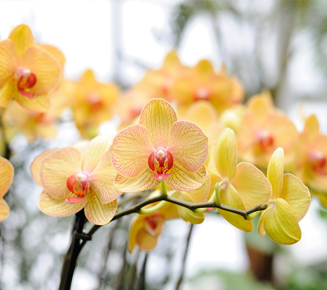 Vibrant yellow orchid in full bloom