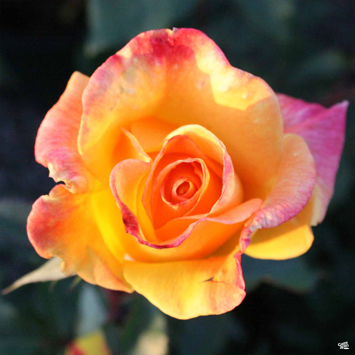 Rio Samba Rose that has vibrant colors of pink, orange and red.
