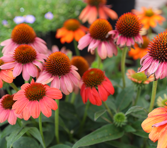 Coneflower