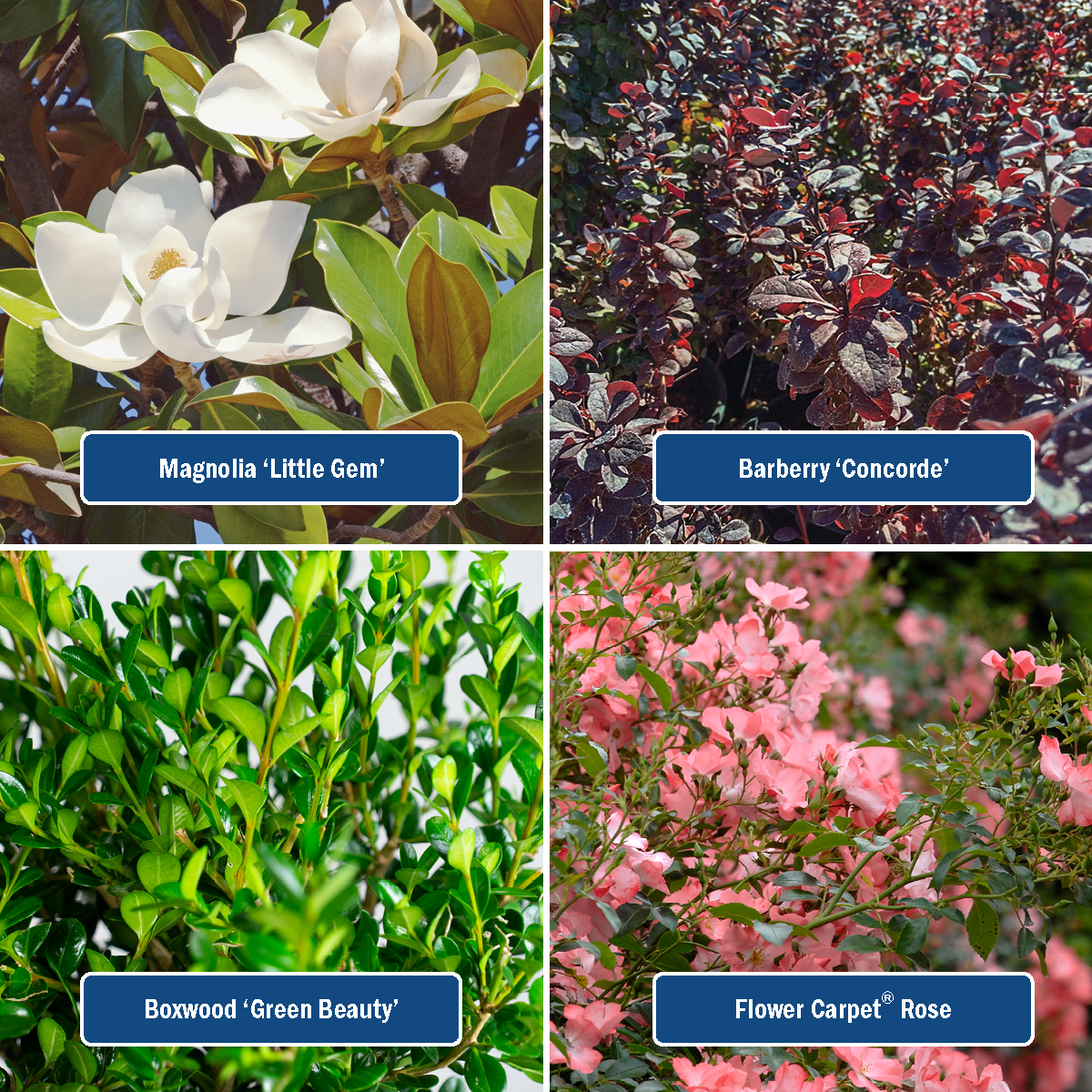 Magnolia Little Gem,  Bareberry Concorde, Boxwood Green Beauty, Flower Carpet Rose