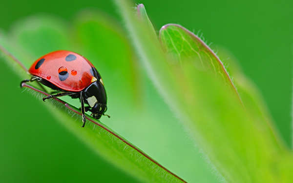 Ladybug on Leaf Ladybug on Leaf