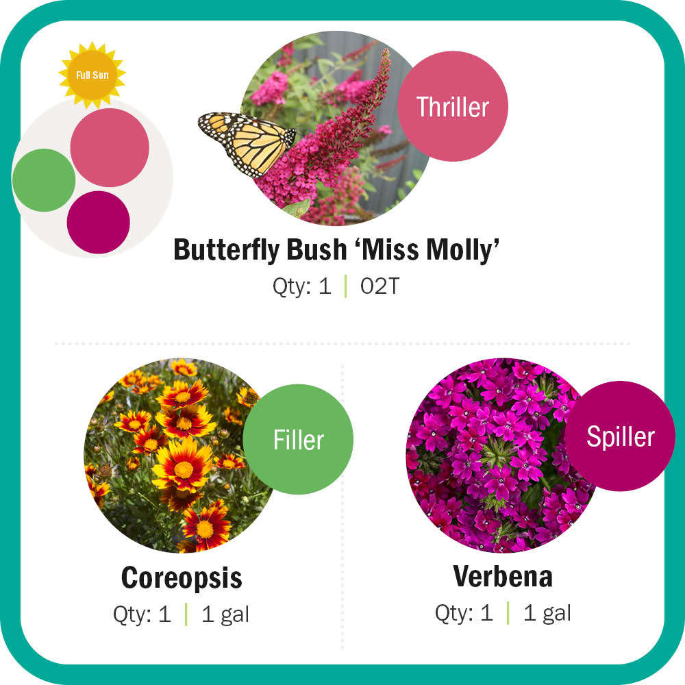 Butterfly bush, Coreopsis, Verbena