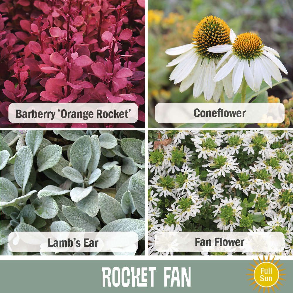 Image of Barberry Orange Rocket, Coneflower, Lambs Ear, and Fan Flower in the Rocket Fan recipe.