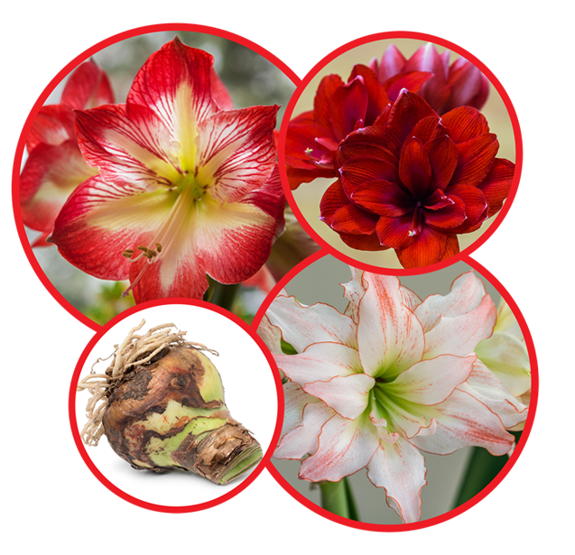 Variety of amaryllis flowers and bulbs
