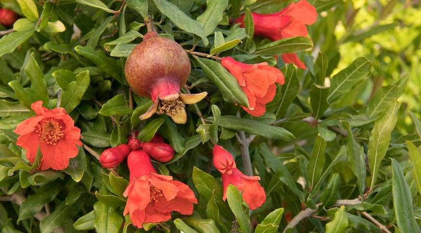 Pomegranate Red Angel 