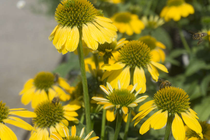 Coneflower Coneflower
