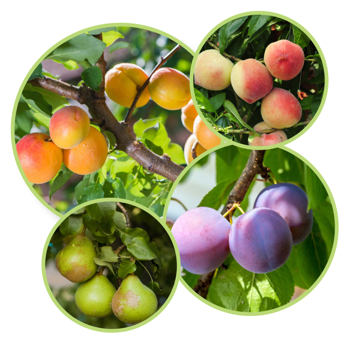 Assorted fruit trees including: apricot, peaches, plums, and pears