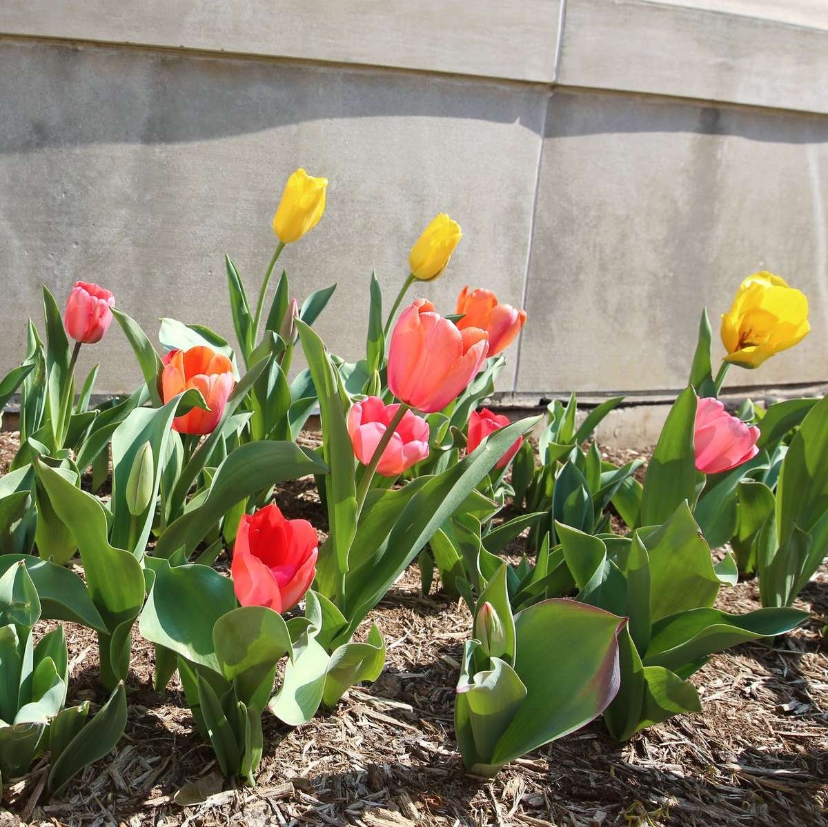 Tulips blooming in a sunny bed