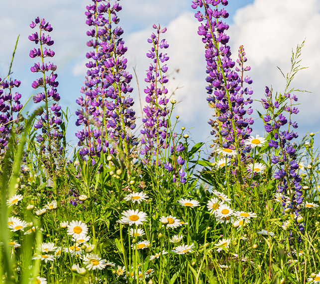 Lupin wildflowers