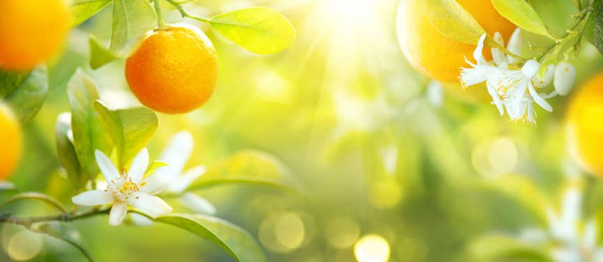 Tangerine tree with rays of sunshine  filtering in
