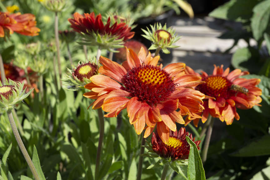 Blanket Flower