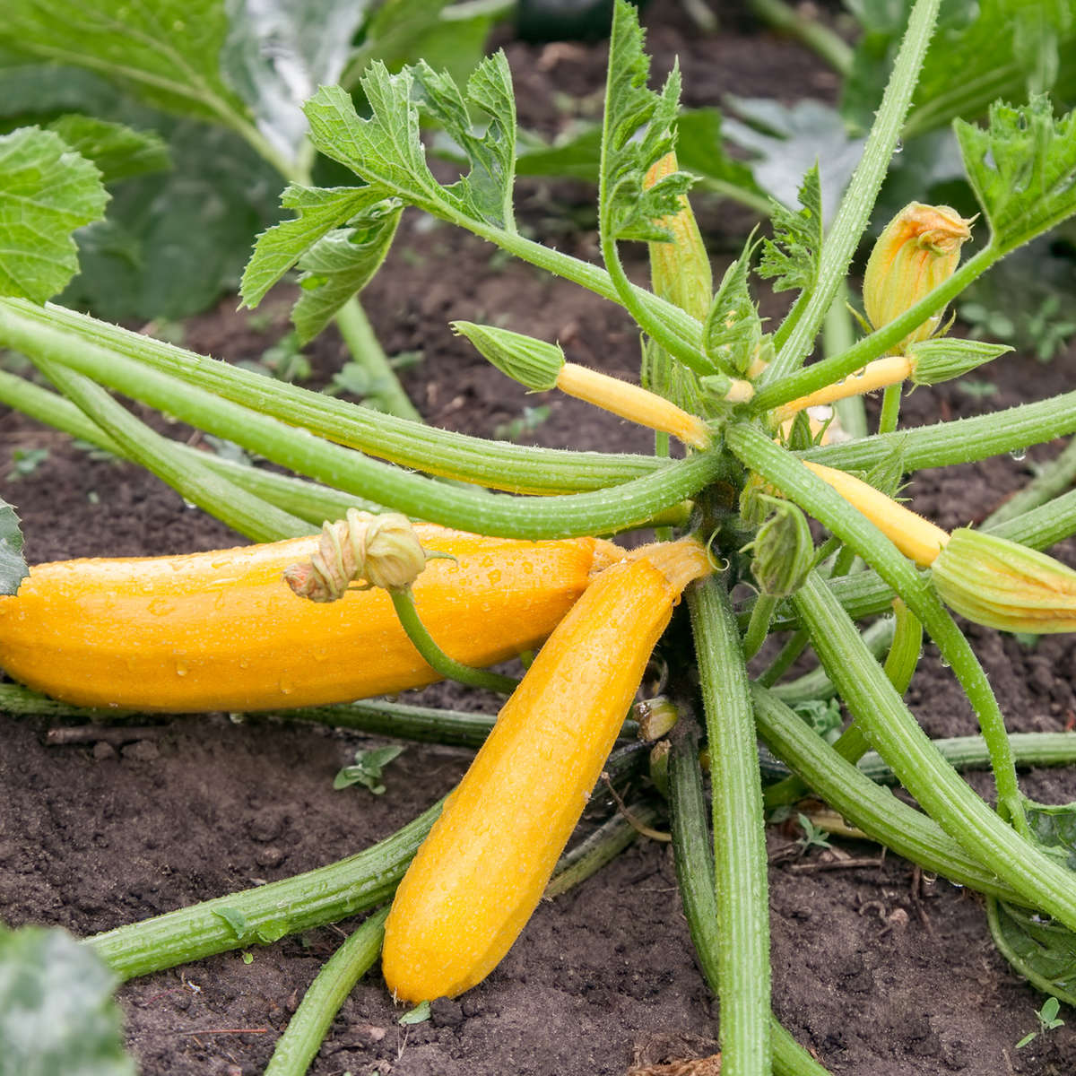 Yellow squash on vine